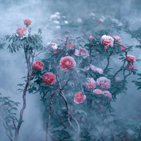 （菏澤市曹州牡丹園。圖片來源：郝傳云《百年芳華》）